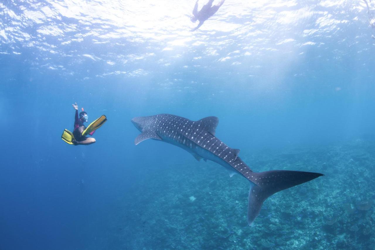 Radisson Blu Resort Maldives With 50 Percent Off On Sea Plane Round Trip 03 Nights & Above Fenfushi Exterior foto Whale shark